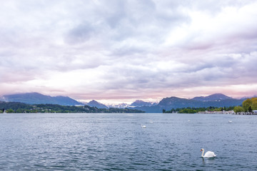 Swan on a mountain lake above the background of the Alps