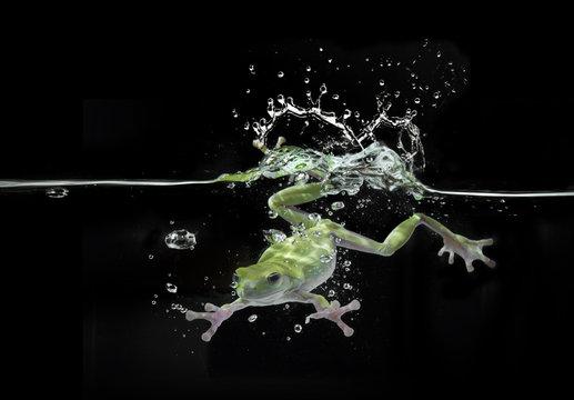 Frog diving underwater, Batam, Kepulauan Riau, Indonesia