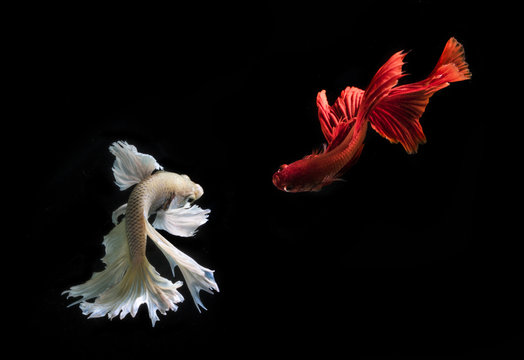 Two Betta fish swimming, Batam, Kepulauan Riau, Indonesia