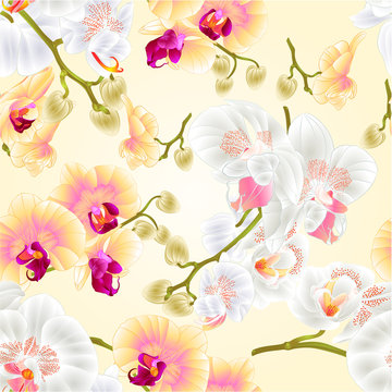 Seamless texture beautiful Phalaenopsis Orchids Yellow and white stems with flowers and  buds  vintage  vector closeup  illustration editable hand draw