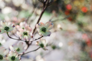springtime is here