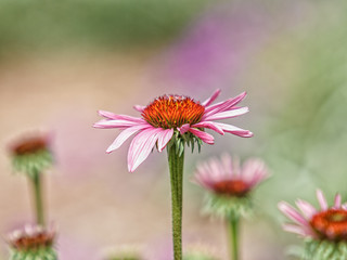 Cone Flowers