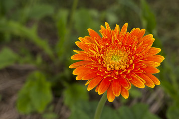 Gerbera  yellow in the garden