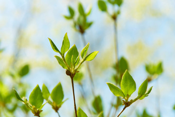  	八幡山の新緑の木々