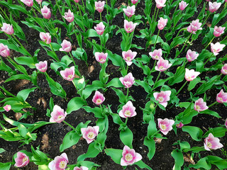 pink tulips are the tracks in the posture in the ground.