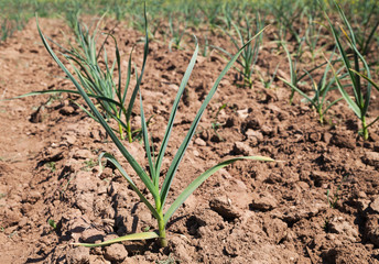 Garlic plants on a field.