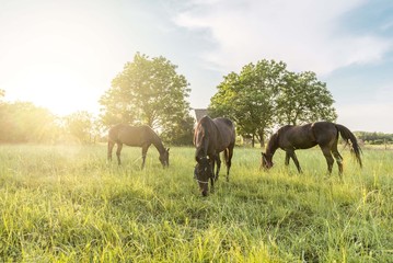 Naklejka na ściany i meble horses on pasture at sunset