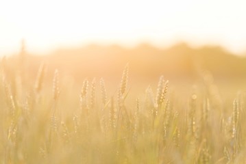 wheat plant on sunset lights