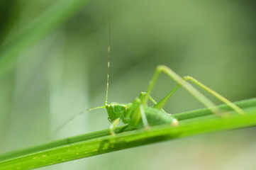 insect