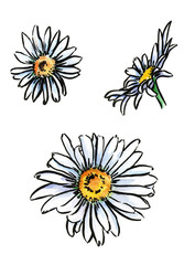 Watercolour chamomile at white background