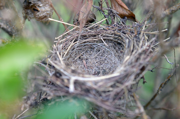 nest