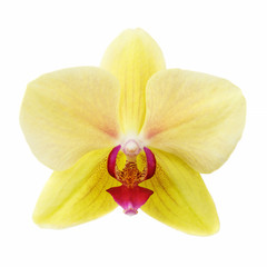 Fototapeta na wymiar Flower of orchid yellow color isolated on white background