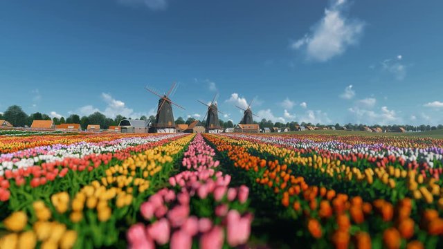 Dutch windmills and field of tulips against beautiful sky, 4K