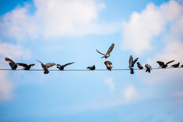 A large number of birds gather on a high voltage cable.
