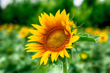 Beautiful sunflowers blooming in the field. Bright photo