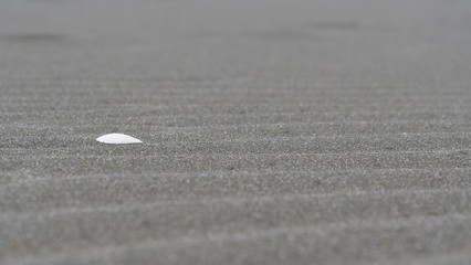 MACRO, DOF: Single small white seashell lying on wavy black sandy shore in Piha