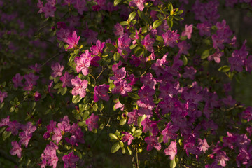 bushes of the rhododendron, ledebourii blooming with purple flowers in mountain forest in the spring