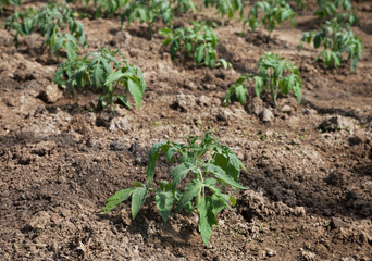 Tomato plants in greenhouse.