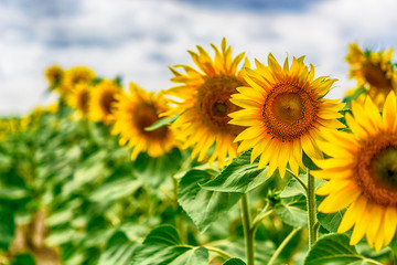 Fototapeta premium Beautiful sunflowers blooming in the field. Bright photo
