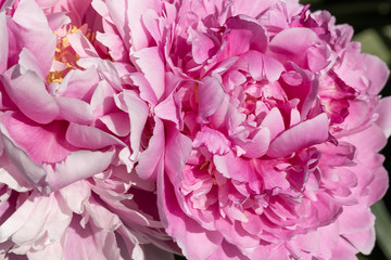 flourished pink peony spring flowering