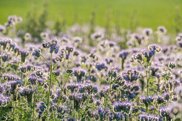 Bienentrachtpflanze © focus finder