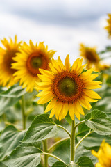 Beautiful sunflowers blooming in the field.