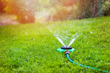 garden sprinkler watering grass at home backyard - obrazy, fototapety, plakaty
