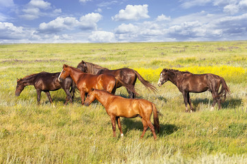Naklejka na ściany i meble A herd of wild horses shown on Water island in atmospheric Rostov state reserve