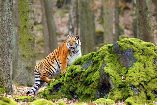 The Siberian tiger (Panthera tigris tigris) also called Amur tiger (Panthera tigris altaica) in the forest, Young female tiger in the forest.