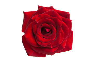 Fototapeta premium czerwona piękna róża na białym tle