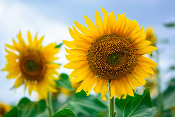 Beautiful sunflowers blooming in the field. blue sky
