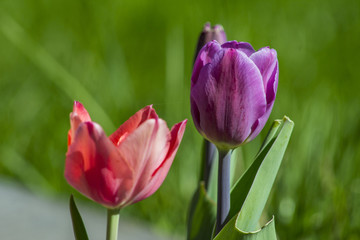 Tulip flowers in my front yard