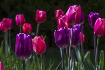 Naklejka premium Tulip flowers in my front yard
