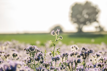 Bienentrachtpflanze © focus finder