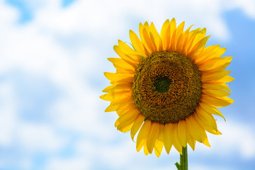 Big, beautiful sunflower against blue sky background. Vivid Photo.