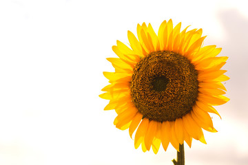 Obraz premium Big, beautiful sunflower against sky background. Vivid Photo.