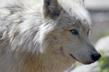 loup