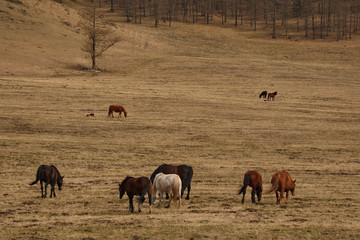 Russia. Horses on the free meadows of the Altai mountains