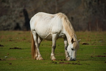 Naklejka na ściany i meble Russia. Horses on the free meadows of the Altai mountains