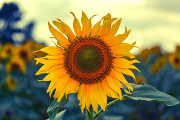 Big, beautiful sunflowers, bright picture. Blue and yellow toning.