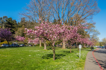 Seward Park Blossoms 6