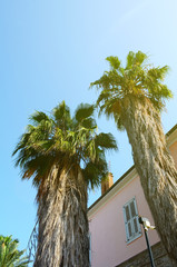 Two tall palm trees with shaggy trunks. A look from the bottom up on a background of pink walls and...