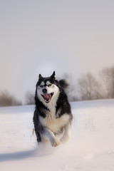 Naklejka premium alaskan malamute on snow