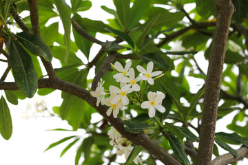 beautiful white flower on a tree