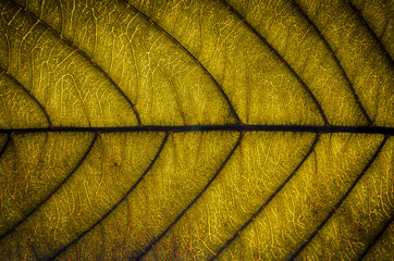 Green leaves texture and leaf fiber, Wallpaper by detail of green leaf.