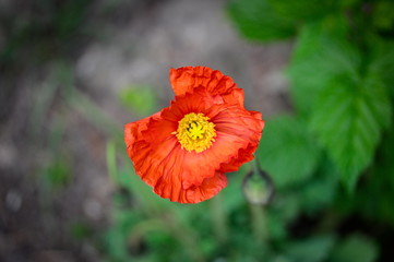 Red poppy blossom