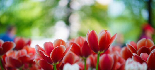 Flowers in Botanic garden