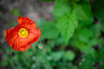 Red poppy blossom