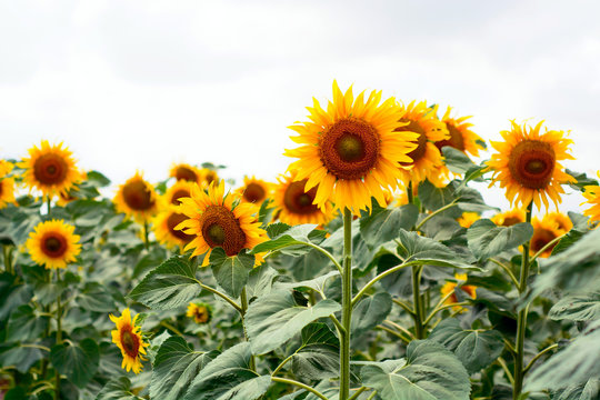 Beautiful sunflowers blooming in the field.