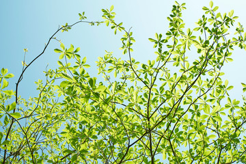 金勝アルプスの新緑の木々